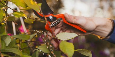 crop-hand-cutting-plant