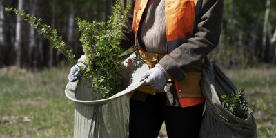 reforestation-done-by-voluntary-group